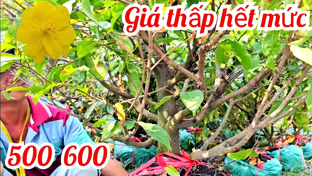 Anh Đồng 📲 O35275II57 Thanh lý trả đất mai Giảo Thủ Đức giả rẻ 7/3 (@MaivàngQuêdừa)