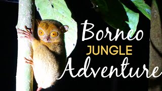 Borneo Jungle ADVENTURE: WILD ORANGUTANS 🐒