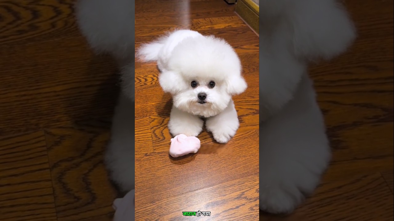 A Big Surprise for Little Dog 😍❤️