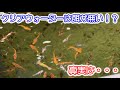 【めだか】クリアウォーターで太っていくメダカについて B型おやじ
