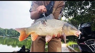 Đường Vụt Đầu Tiên Va Chép Cũ 3,2 Kg - 3 Tiêu Thần Chưởng - Hùng Ba Tiêu