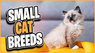 Small Cat Breeds That Will Win Your Heart