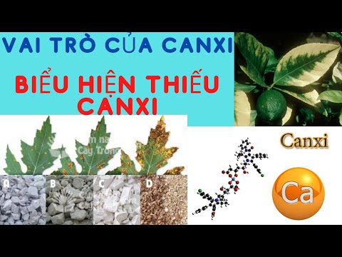 Video: Canxi Phun Lá - Tạo Phun Canxi Cho Cây