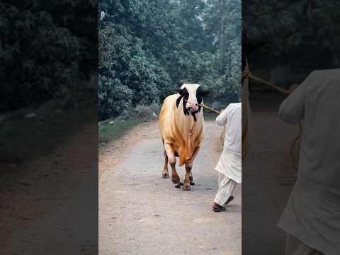 MashAllah #balaghal #cow #cattleworld #bakraeid