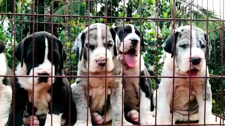 Great dane puppies for sale in sc and nc