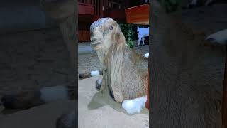 Mrengut kambingkaligesing kambingkontes etawakaligesing