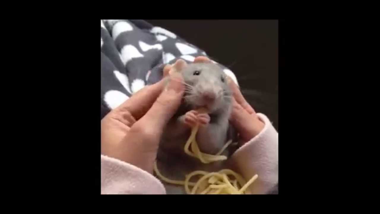 Happy Spaghetti Rat - YouTube