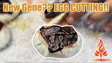 First egg cutting Of The Season!! New Gene?!?! #ballpython #snakes #eggcutting