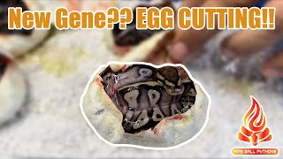 First egg cutting Of The Season!! New Gene!! #ballpython #snakes #eggcutting