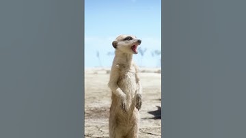 Thumbnail of Hakuna Matata…Best song ever #TheLionKing #RajanyaChatterjee