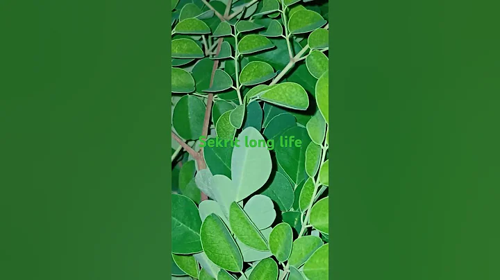 #short video#moringa