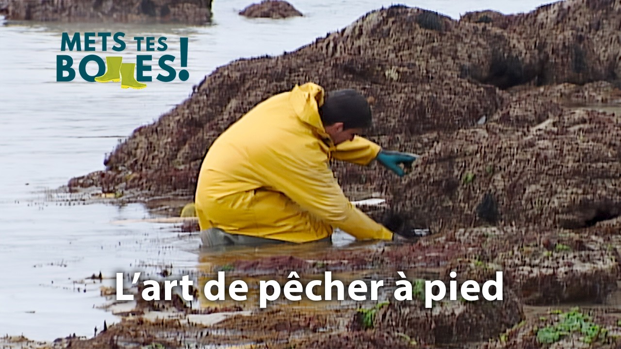 Bretagne : les richesses d’un estran fragile