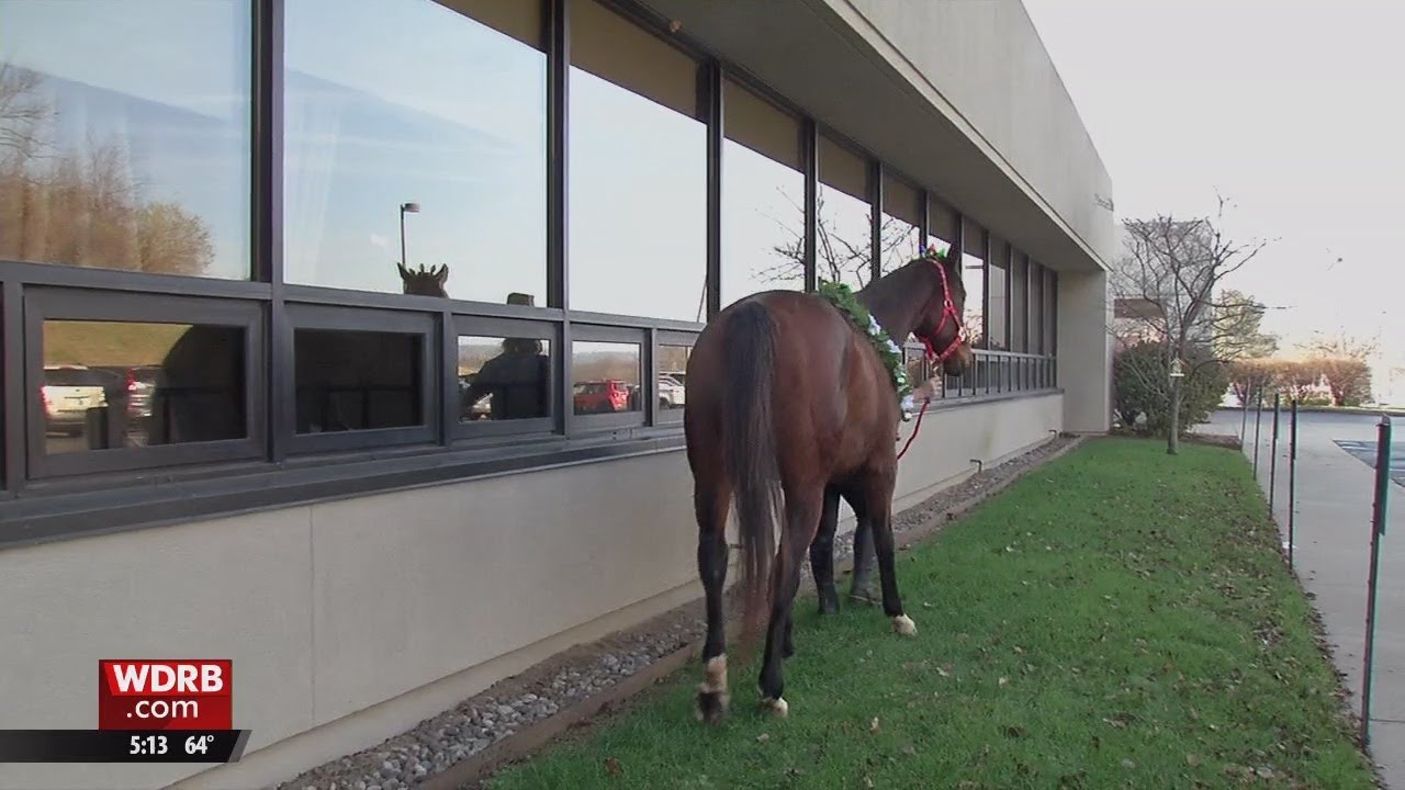 WDRB POSITIVE | Horses brighten day with visit to patients at Southern Indiana Rehab Hospital