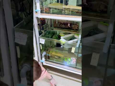 Is White Light Dangerous for Pleco Eggs? 👀