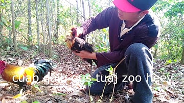 Qaib dib qua zoo cuab tuaj zoo heev