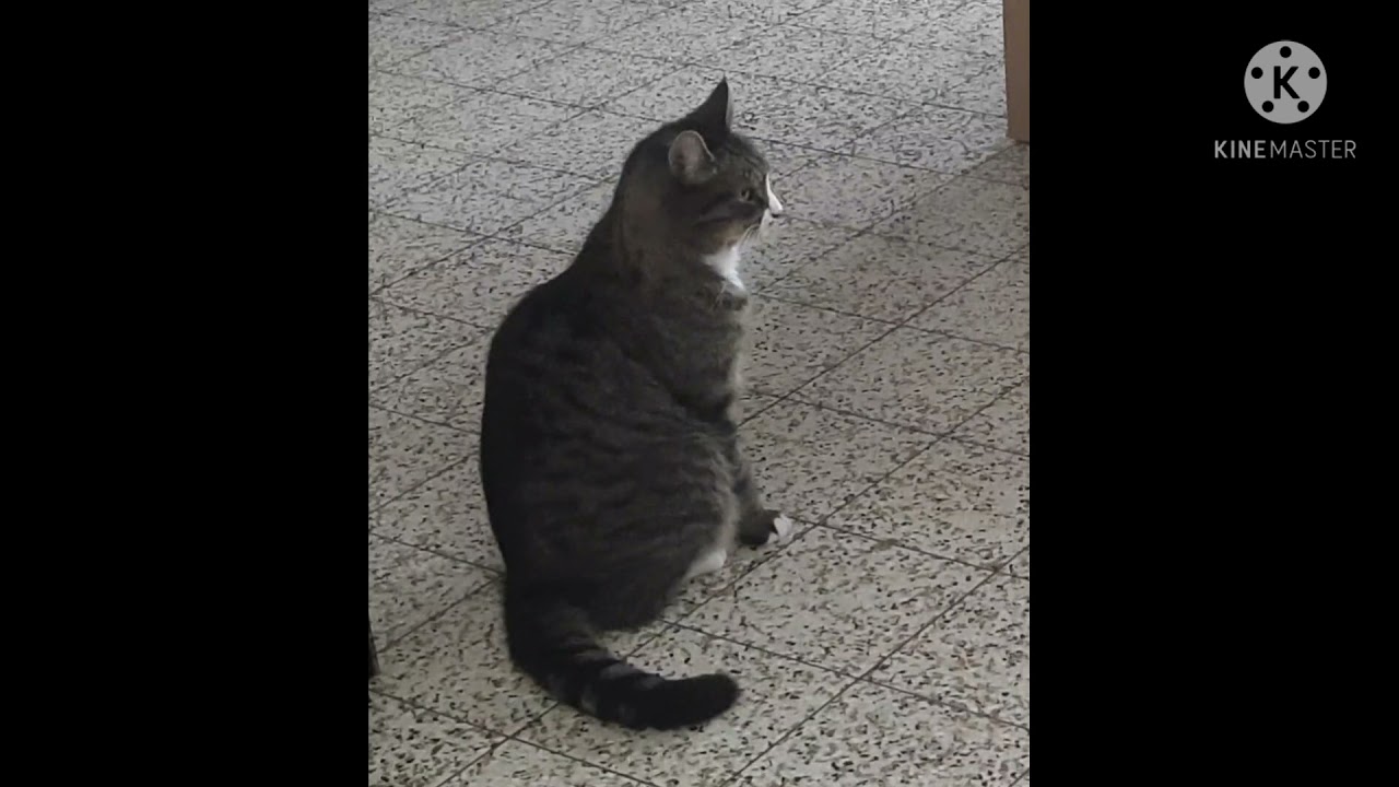 COKY THE WANDERER CAT