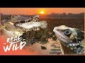 The Dangerous Animals In The Heart Of Australia's Billabong | Real Wild Documentary