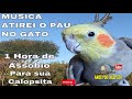 Assobio Para Calopsita Macho Atirei O Pau No Gato Assobio Para Calopsita Macho Atirei O Pau No Gato