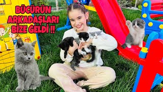 YENİ DOĞAN YAVRU KEDİLER BÜYÜDÜ BİZE MİSAFİRLİĞE GELDİ !! HADİ İSİMLERİNİ BİZ KOYALIM !!