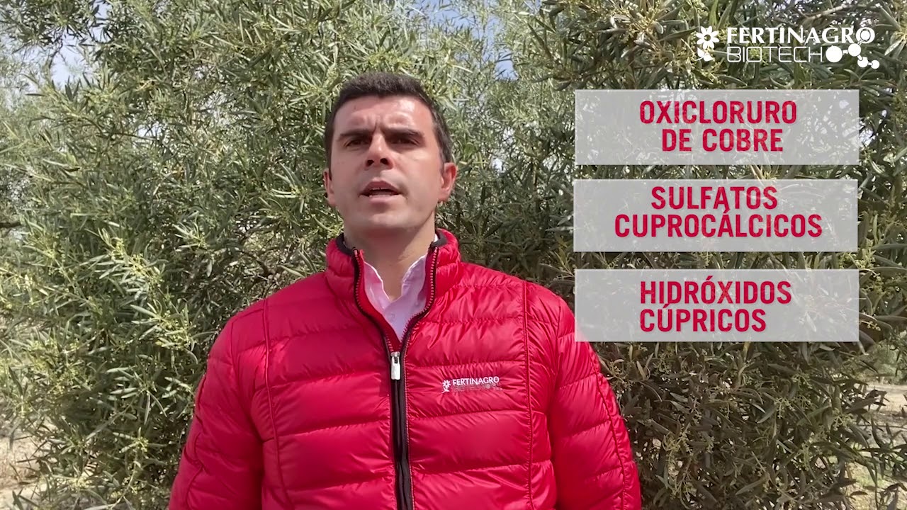 Soluciones FERTINAGRO para la prevención de Prays y Repilo en Olivar