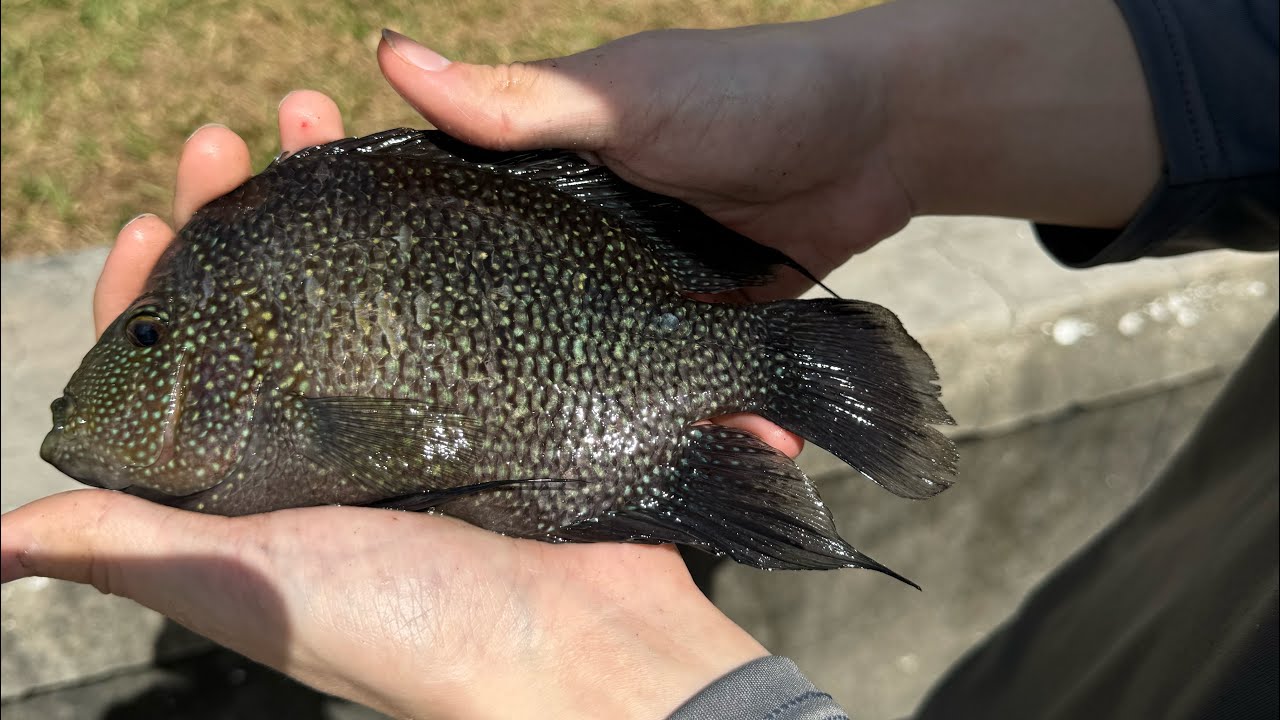 My son’s first rio grande cichlid!