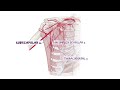 Anatomy of the axilla