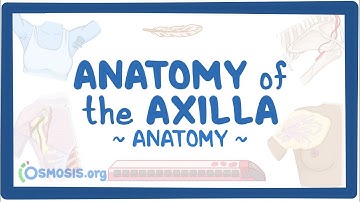 Anatomy of the axilla