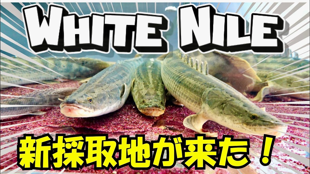 新採取地『白ナイルビキール』が来た！自社輸入で低価格も実現！ナイル水系の真骨頂　わいるどもん　５周年＃ポリプテルス