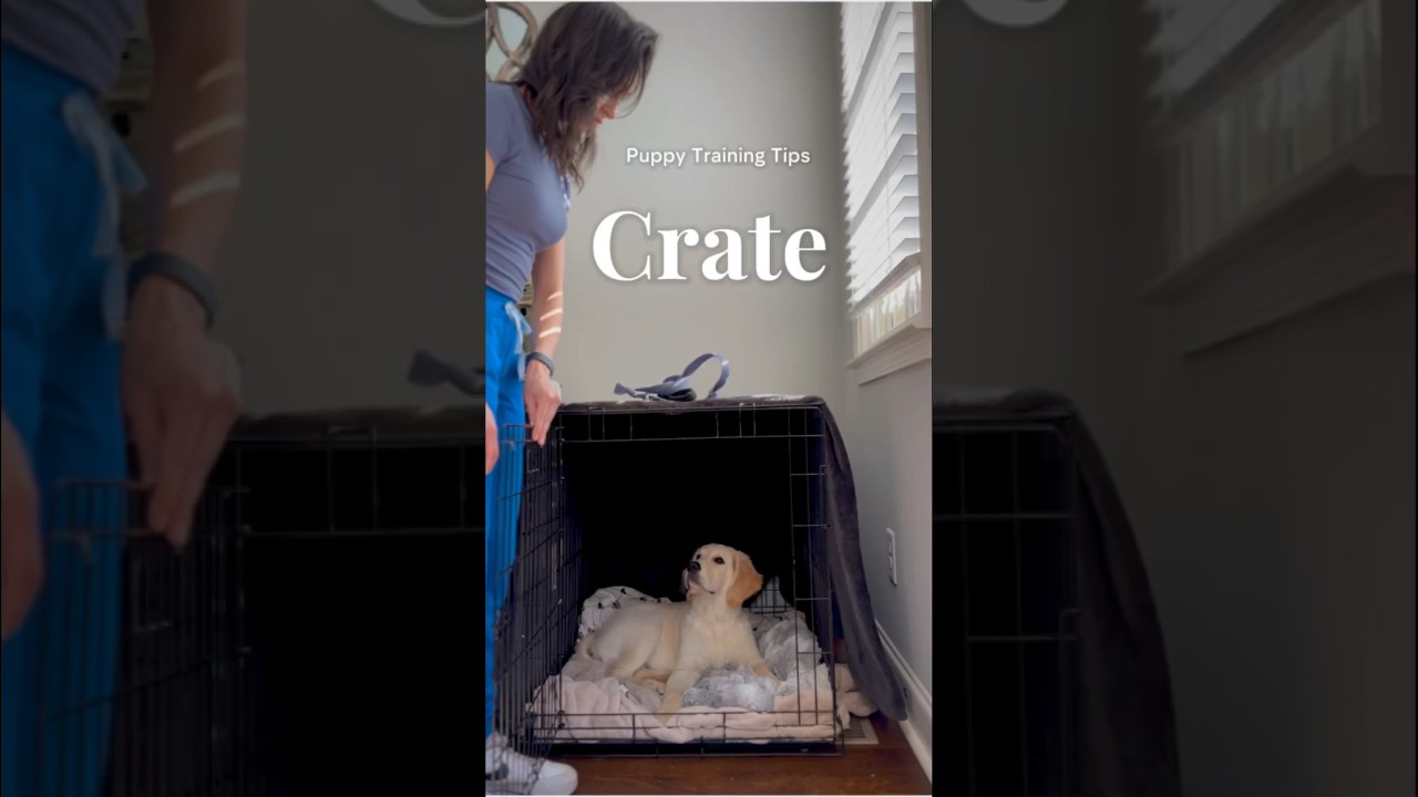 ✨How to stop your puppy from barking in the crate! #Puppy #CrateTraining #PuppyTraining #PuppyTips