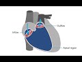 Measuring right ventricular volume and function using 3D echocardiography