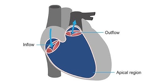 Measuring right ventricular volume and function using 3D echocardiography