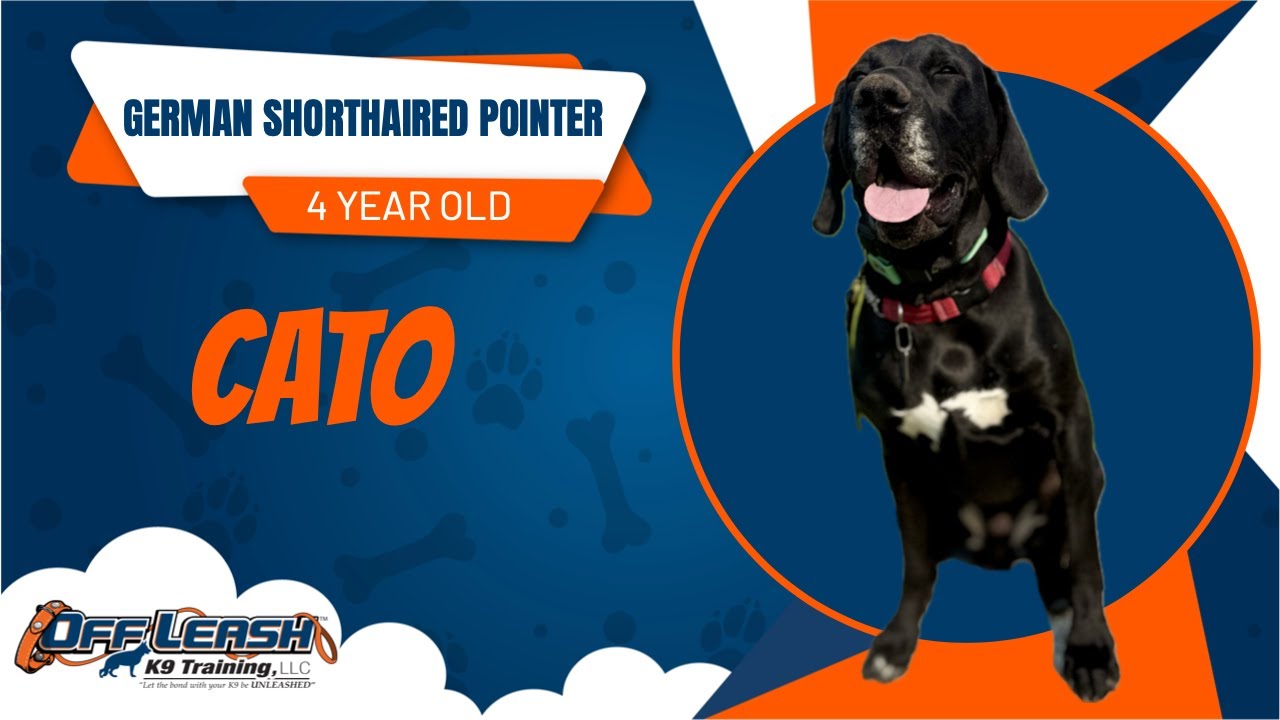 Cato- 4 Year Old German Shorthaired Pointer- 2 Week Board and Train