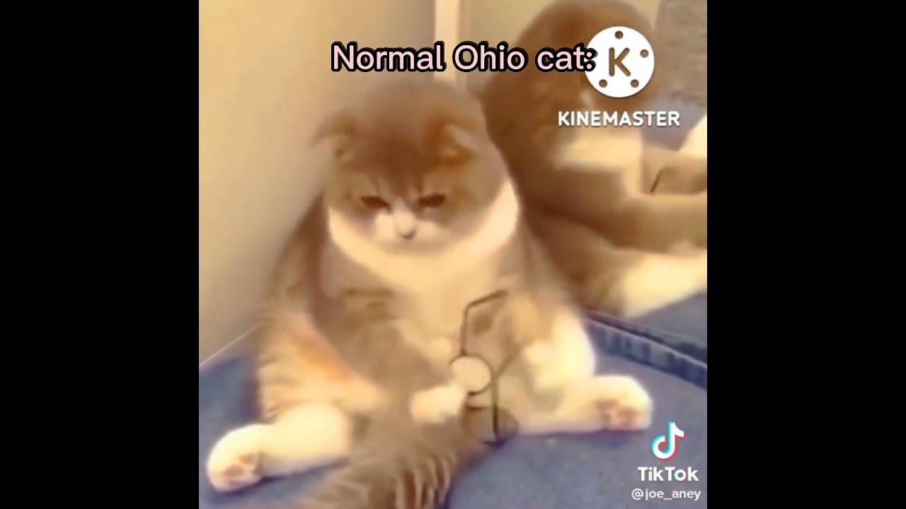 Normal Ohio cat YouTube