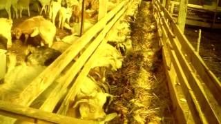 18 Eki̇m 2016 Saanen Anadolu Çi̇ftli̇ği̇ Çebi̇çler Kapali Besi̇..