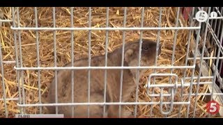 Коли чекати весну: прогноз від бабака Марусі / включення зі Львова Коли чекати весну: прогноз від бабака Марусі / включення зі Львова