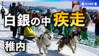 白銀の雪原を犬ぞりが疾走　北海道・稚内で4年ぶり開催