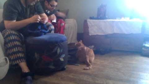 Linux discovers bubble wrap.