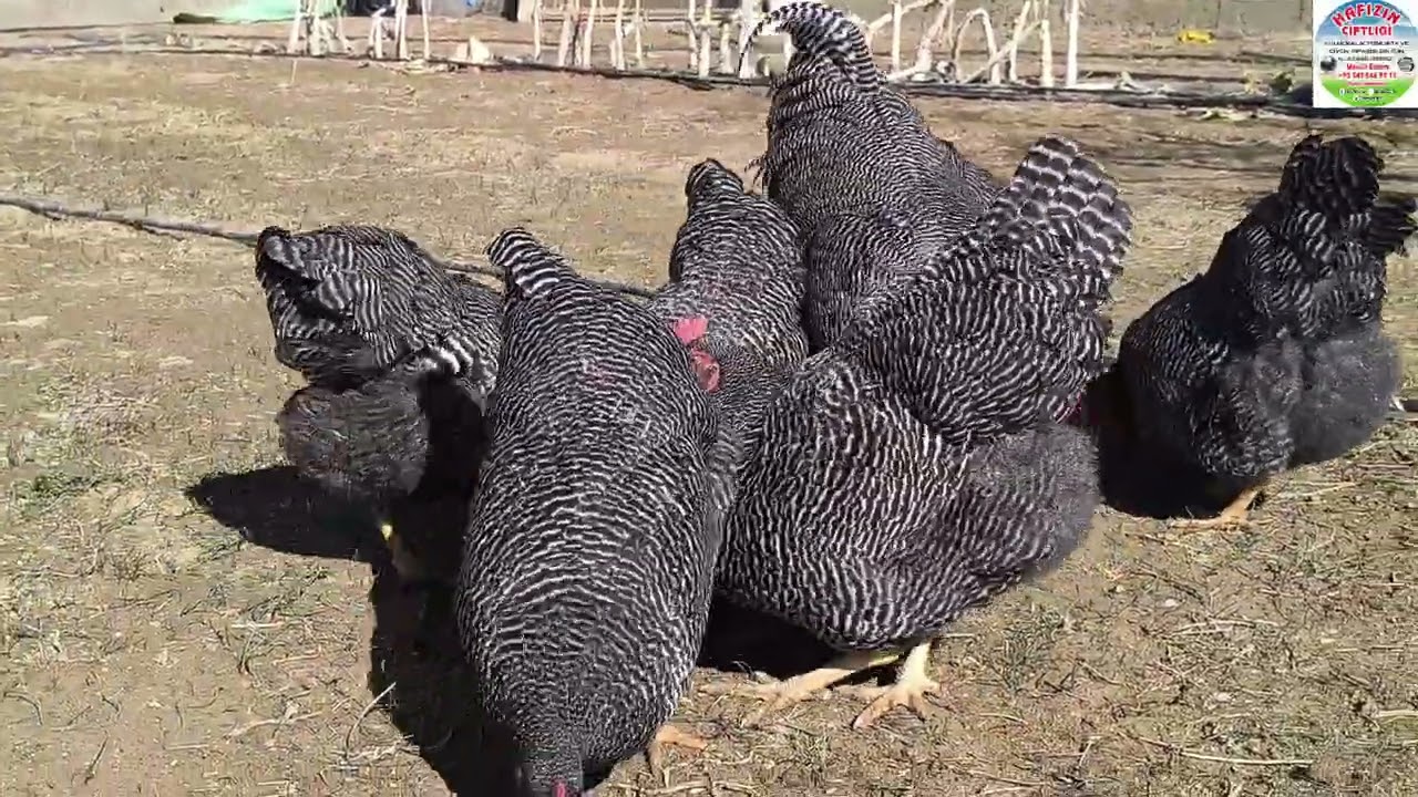 HAYIRLI RAMAZANLAR -/- ÖYLE YUMURTA TOPLADIK Kİ ÇOK ŞAŞIRACAKSINIZ 