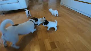 Puppies playing with uncle Prezes by MilaJRT 33,341 views 4 years ago 23 seconds