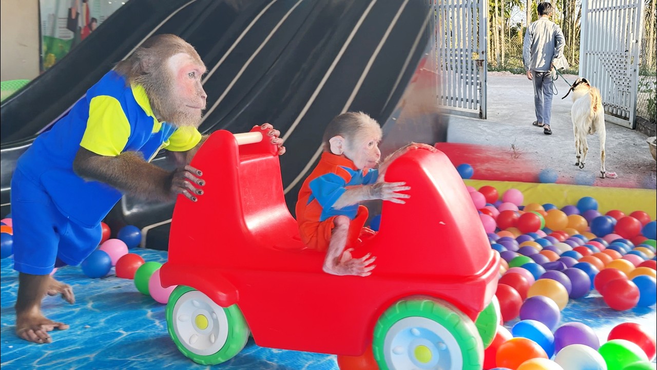 The Goat Leaves Home, but CUTIS Takes Buem to Relax — Why ?