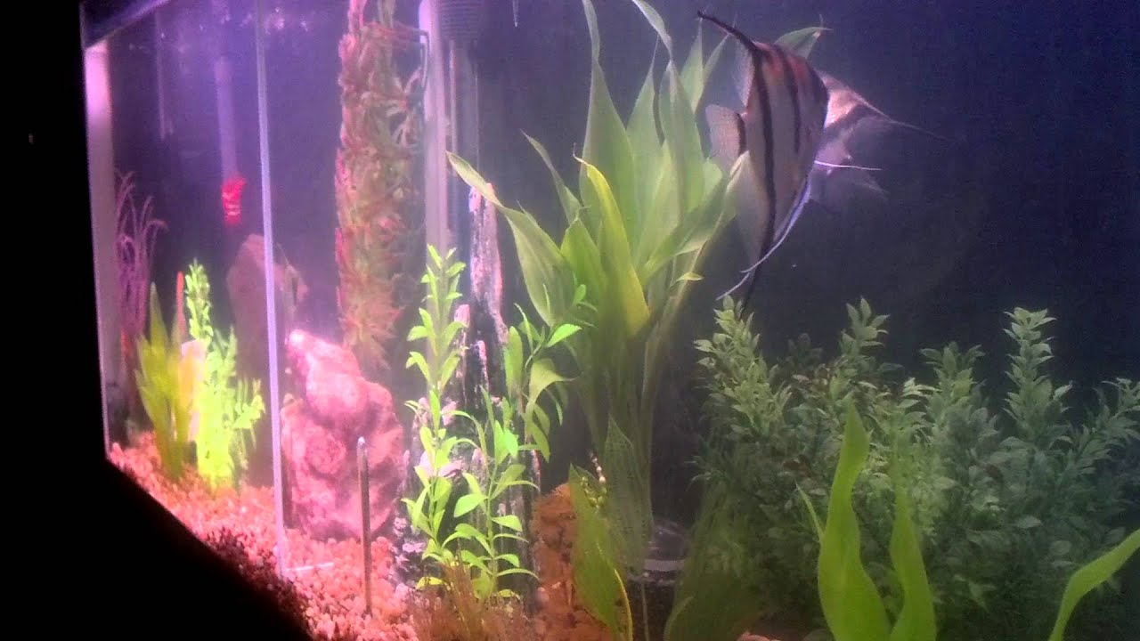 camera iphone 8 plus apk My second angelfish pair spawning