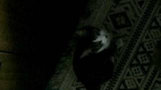 キキ20090427-2