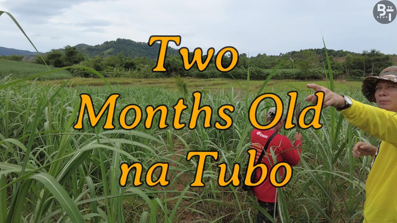 Bagong Sibol: 2-Buwang Taniman ng Tubo sa Panibagong Lote