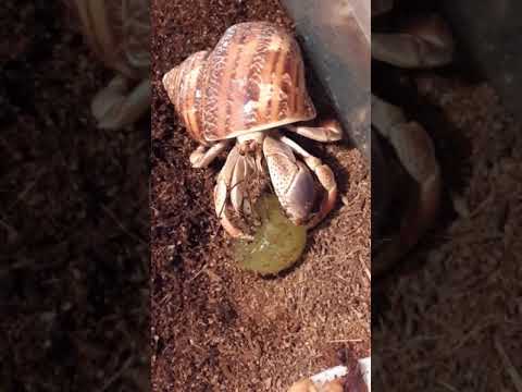 Hermit Crab Eating A Grape Youtube