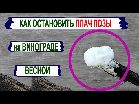 Видео: Из винограда течет вода - что делать, если из виноградной лозы капает вода