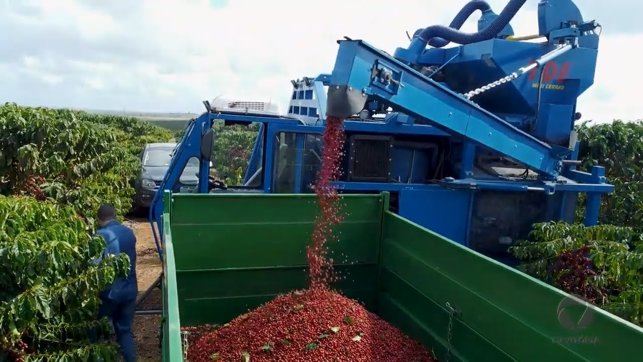 Abertura da colheita do Café Conilon no Estado é realizada em