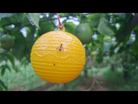 Let's put Sticky fruit fly trap balls in my Passion fruit Plants