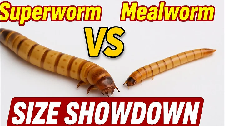 Superworms vs Mealworms | Size, Speed & Nutrition Compared! #mealworms