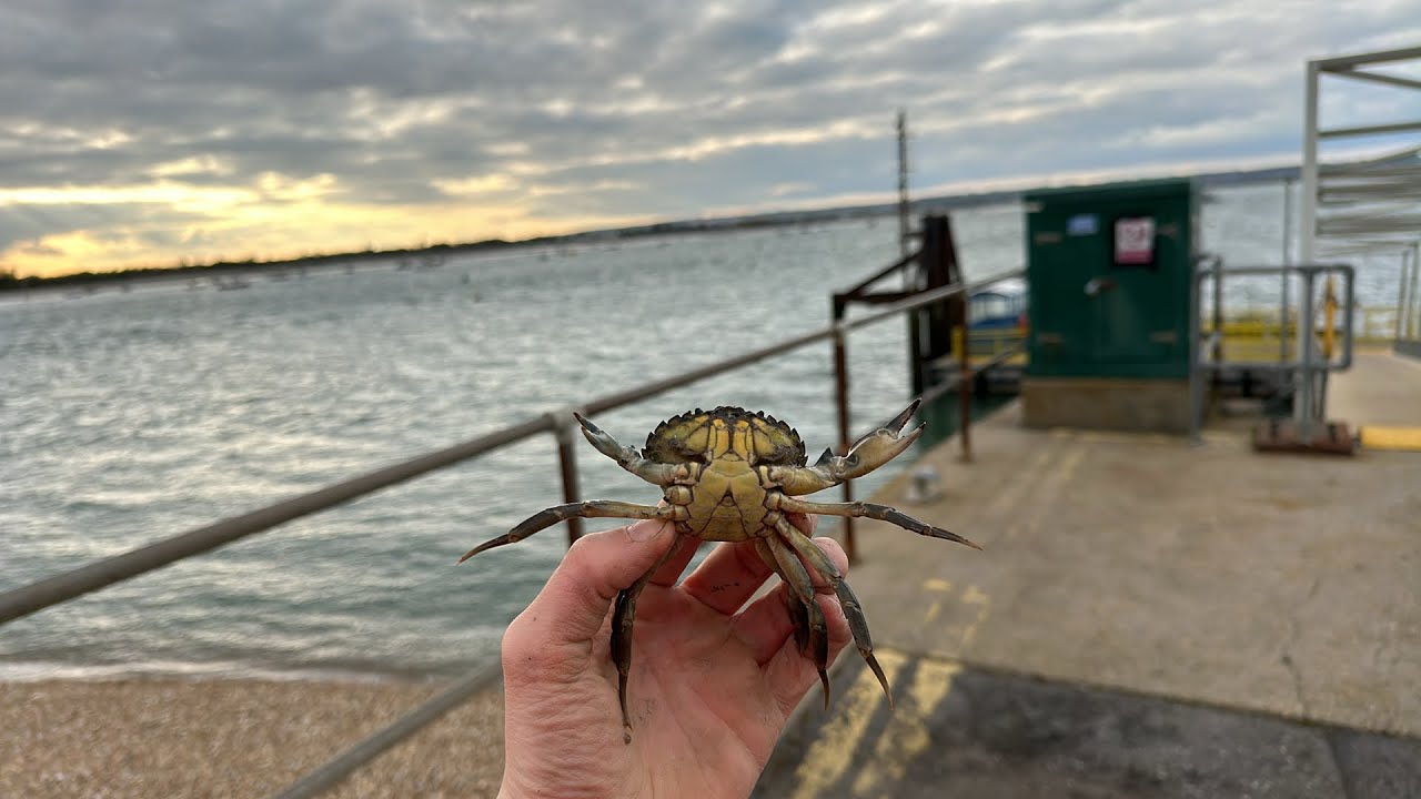 🔴 LIVE NOW 🔴 Smoothound, Bass & Conger Fishing LIVE! Hayling Island Sea Fishing UK YouTube