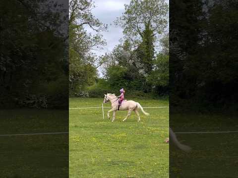 Just having fun riding Ace #horse #equestrianshow #equestrian #equestrianrider #showjumping #pony